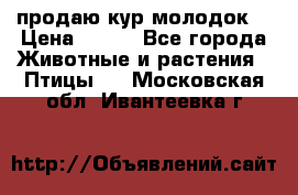 продаю кур молодок. › Цена ­ 320 - Все города Животные и растения » Птицы   . Московская обл.,Ивантеевка г.